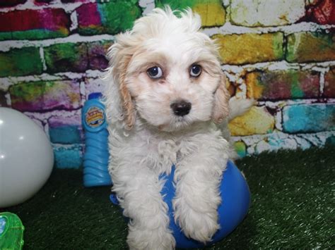 Image result for Buff Cockapoo