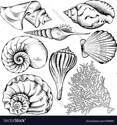 Shell Texture Vector 的图像结果