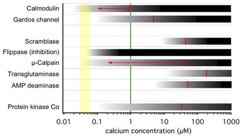 Calcium in Red Blood Cells—A Perilous Balance