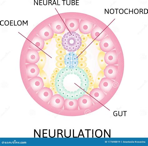 Image result for Neurulation Process
