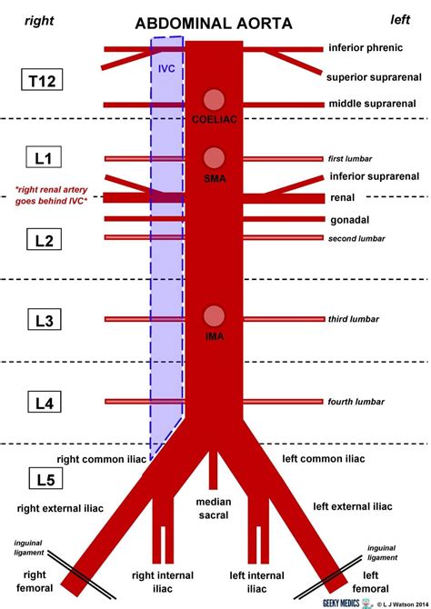 Abdominal Aorta | Geeky Medics