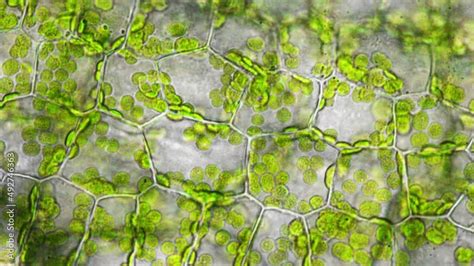 Cell Microscope 的图像结果