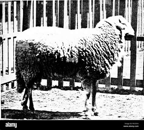 This work by Richard Lydekker explores the biology and characteristics ...