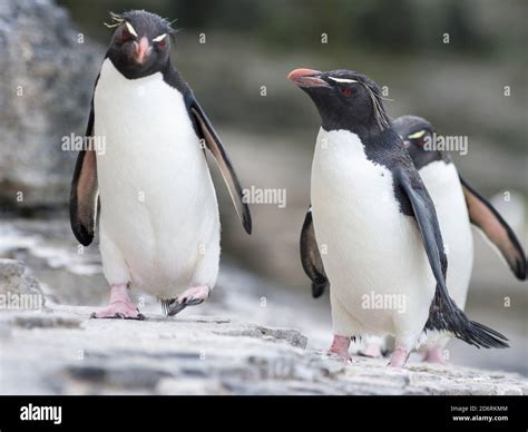 Rockhopper Penguin (Eudyptes chrysocome), subspecies western rockhopper ...