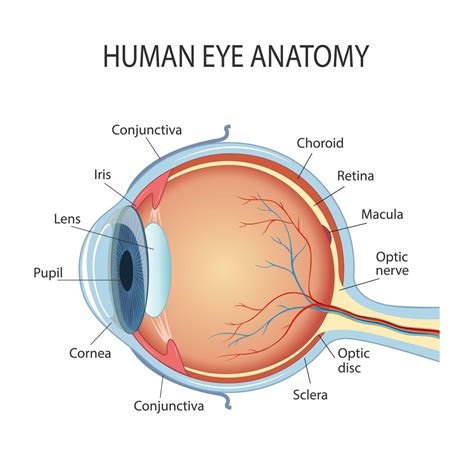 Anatomical diagram of the human eye. Cross section of a sense organ ...