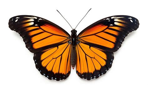 Image result for Buterfly Side View
