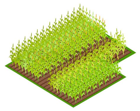 Corn Field Vector 的图像结果