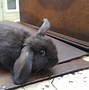 Image result for Bunnies Photo Shoot
