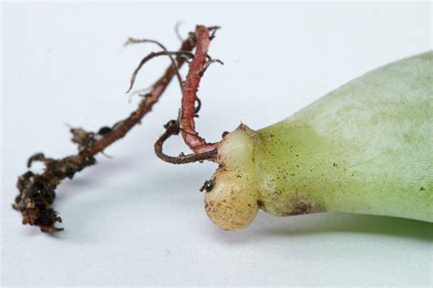 Pachyphytum oviferum