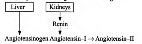 The function of renin is - Tardigrade