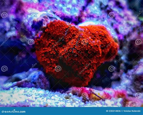 Montipora SPS Coral in Reef Aquarium Tank Stock Photo - Image of hard, color: 230314836
