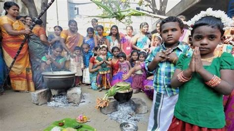 What is Pongal? Learn some amazing facts about this harvest festival ...