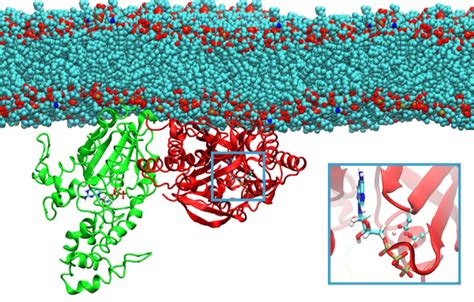 Molecular dynamics Simulation Software 的图像结果