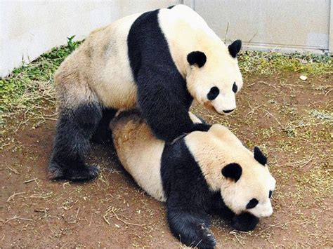 日本熊猫4年后首次交配成功 有望再诞熊猫幼崽 | 星岛加拿大都市网 多伦多