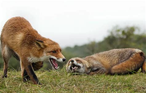 Wallpaper nature, background, Fox for mobile and desktop, section ...