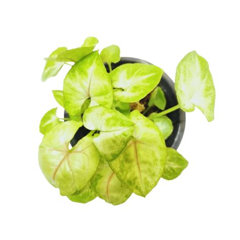 Syngonium Yellow/ Neon Plant in 4" Pot – ManBhawan Nursery
