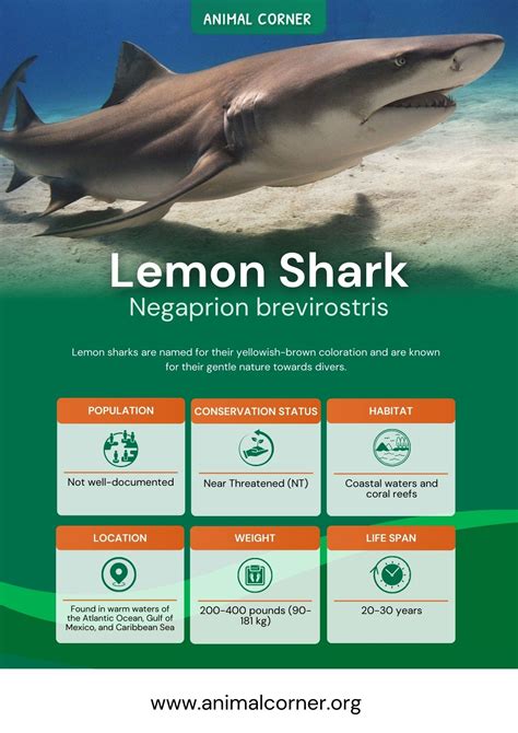 Lemon Shark - Masters of Mangroves and Shallow Waters - Animal Corner
