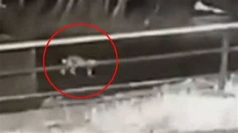 Parents of baby who survived fall from running jeep reveal reason ...