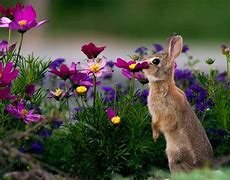 Image result for Spring Flower Bunny Poster