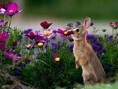 Image result for Bunnies Flowers