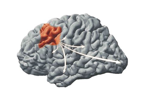 Image result for Frontale Cortex