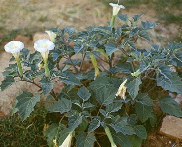 Grassroots Innovation Database [GRID] | Herbal pesticide