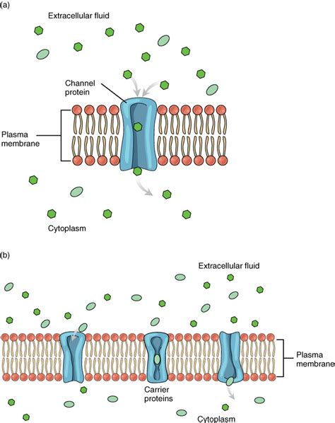 Image result for Simple Diffusion Cell Membrane