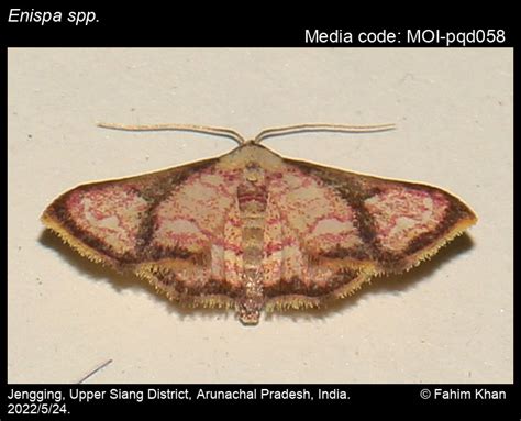 Enispa spp. | Moths