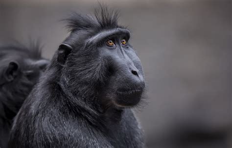Crested Black Macaque HD, Primate, Monkey, Celebes Crested Macaque ...