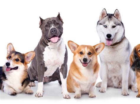 Dog Meat Market: यहां लगता है अवैध मीट मार्केट, बिकता है कुत्तों का ...