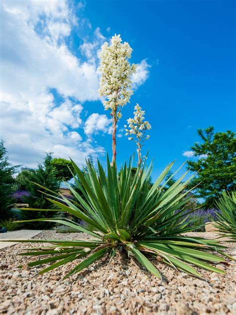 Care And Maintenance Of Yucca Plants at Lucille Trujillo blog