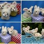 Image result for Teacup Bunny
