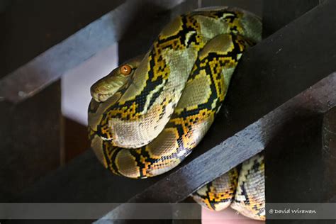 Image result for Reticulated Python's World