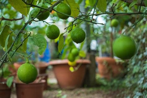 Image result for Full-Grown Lemon Tree