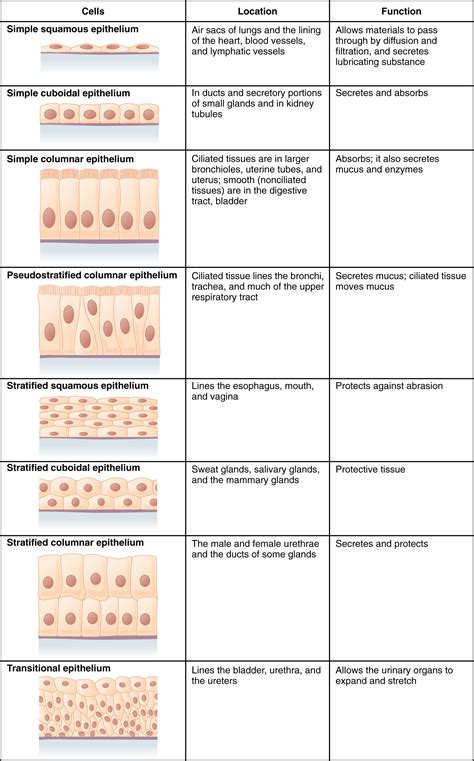 28.4.3: Epithelial Tissue - Chemistry LibreTexts