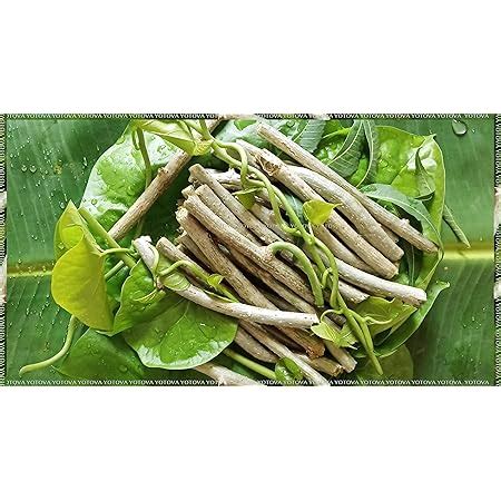 SIAM GARDEN Giloy, Gulvel - Tinospora Cordifolia Live Plant with Free ...