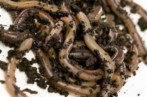 Earthworms and Soil Bacteria Decomposers
