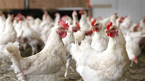 Bacterium in undercooked chicken causes paralysis: Study