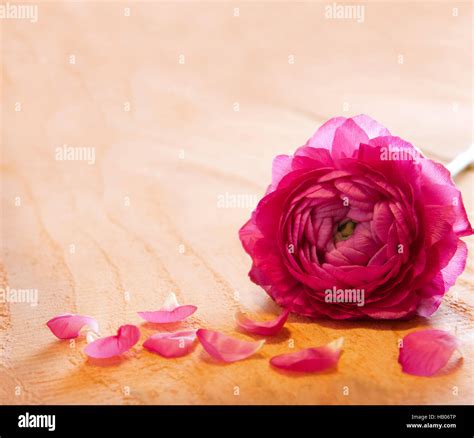 Pink rose petals and rose Stock Photo - Alamy