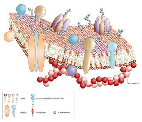 Kuvatulokset haulle plasma membrane facts