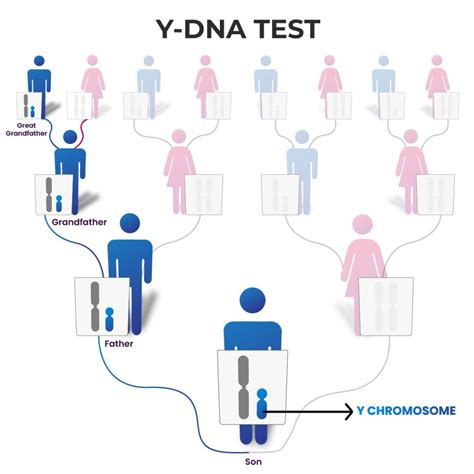 Y DNA Test: The Who, What, How, and Why