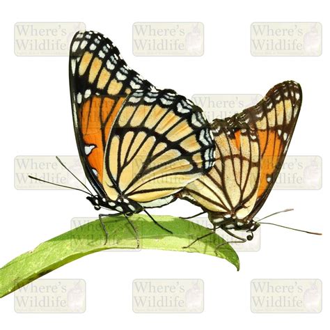 Mating Viceroy Butterfly (Limenitis archippus) / Isolated Nature Clipart / PNG Digital Download ...
