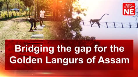 Saving Assam's Golden Langurs through innovation and community efforts