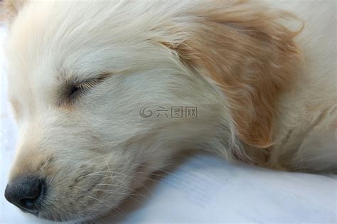 可爱的小狗,睡觉的狗,小狗高清图库素材免费下载(图片编号:7175259)-六图网