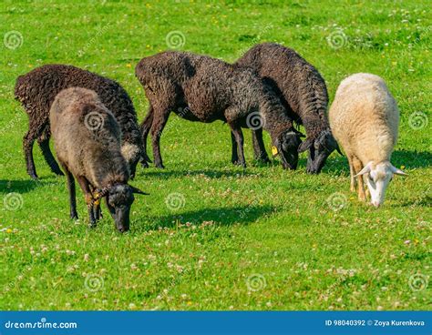 Sheep in a pasture stock photo. Image of domestic, herbivorous - 98040392
