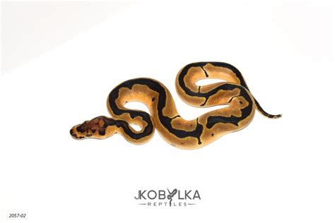 Image result for Ghost Clown Ball Python