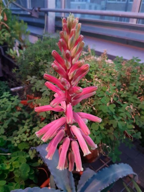 Veltheimia capensis - Sandlelie, Berglelie, Kwarobe | Hortus Botanicus ...