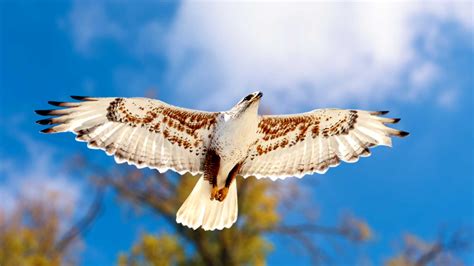 Hawk With White Head