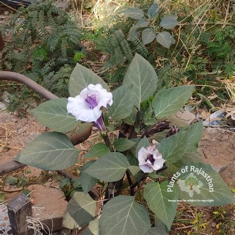 Datura metel L. (SOLANACEAE) by Ravi Kant Saini Plants of Rajasthan