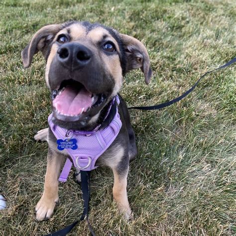 Rain or shine, it's a beautiful day! Enjoy your days with an adoptable ...